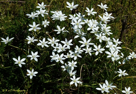 {Ornithogalum umbellatum}